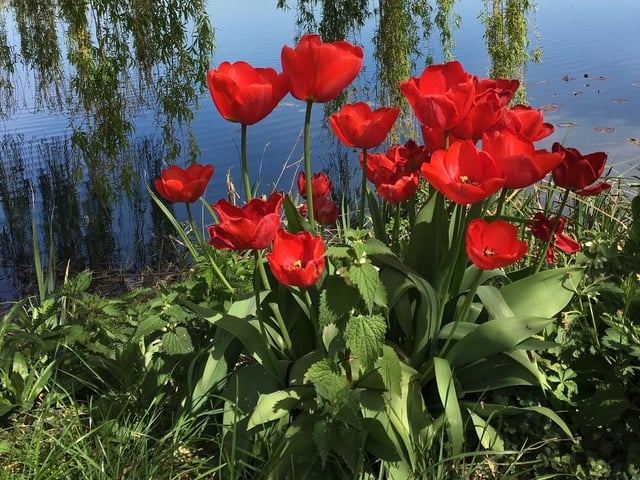 Ali Jones' flowers