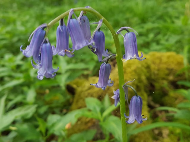 Andrew Hart at Bedford Purleus Woods near Wansford
