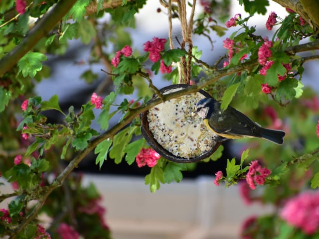 Sarah Kingston's garden visitor