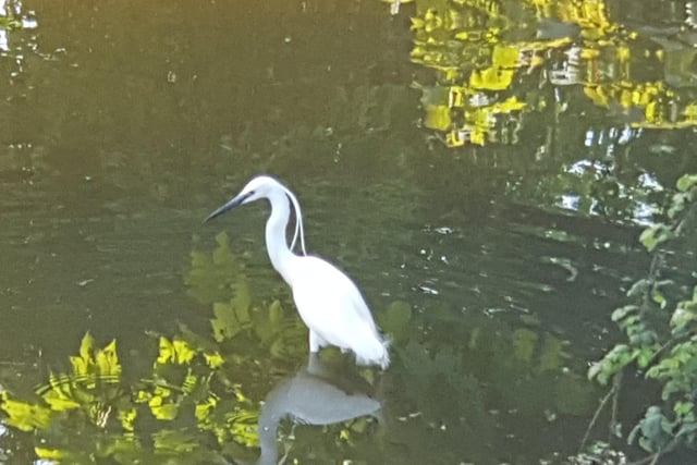 "This little egret has come to stay in the stream flowing into Crumbles Pond in Prince's Park. I see it most days on my daily walk," said Pauline Fella, who took this picture with a Samsung Galaxy Note 8. SUS-201006-115640001