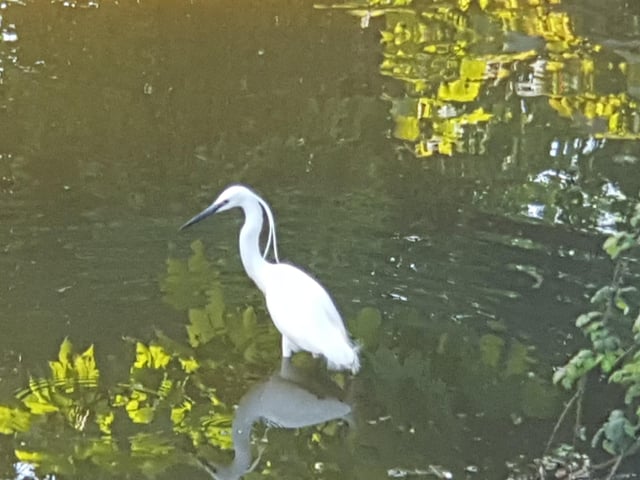 "This little egret has come to stay in the stream flowing into Crumbles Pond in Prince's Park. I see it most days on my daily walk," said Pauline Fella, who took this picture with a Samsung Galaxy Note 8. SUS-201006-115640001