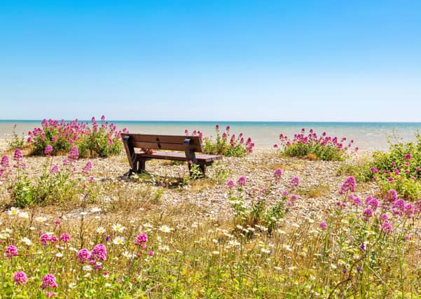 Bench on the beach at Pevensey Bay on a sunny day, surrounded by wildflowers. This luminous shot was taken by Barry Davis, using a Canon 5d camera. SUS-200406-094737001