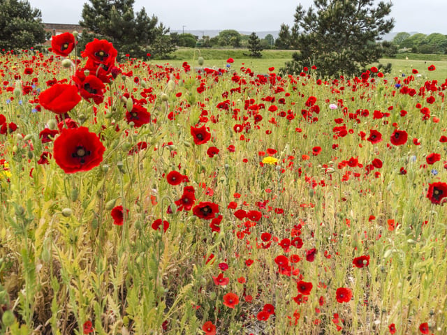 Poppies at Princes Park roadside, taken on Friday May 22 by Alastair Ball, with a Nikon D3200 camera. " I drove past a few days before and saw them growing and could not resist going back to take some photos," he said. SUS-200406-095245001