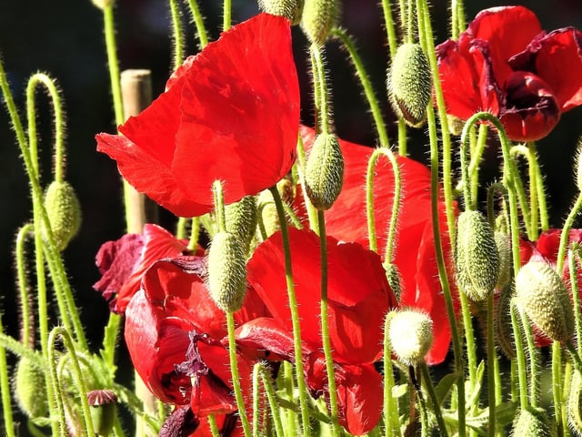 Some beautiful field poppies in Hankham, taken by Rob Torre. SUS-200527-150301001