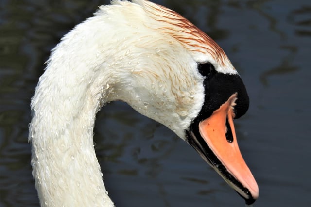 A mute cob swan on Pevensey Marshes, by Rob Torre. SUS-200527-152446001