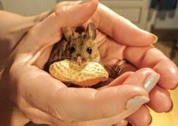 Photograph taken by Ben Milton at home in isolation in Polegate with Bob the mouse. Edited by Marilyn Milton on Samsung Galaxy mobile phone. SUS-200527-145645001