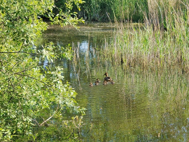 Ducks at Shinewater PArk. This photograph was taken by Susie Knapman on an Oppo Reno2 phone. "Never realised this beautiful lake was here until recently!," she said. SUS-201006-114010001