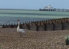 Swan takes a holiday, taken by Carol Kircher with an iPhone. SUS-201006-114725001