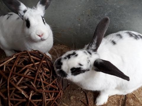 This pair of rabbits is looking for a new home