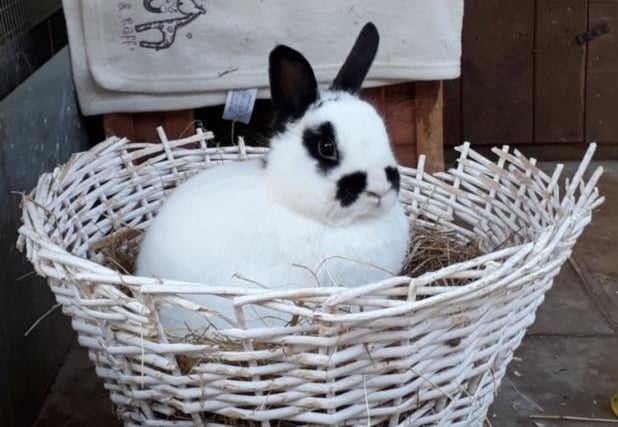 Animals In Need has lots of rabbits in need of re-homing