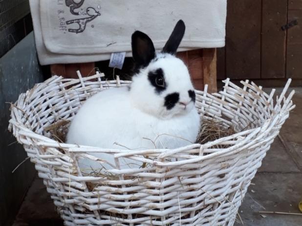 Animals In Need has lots of rabbits in need of re-homing