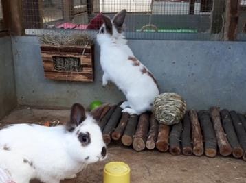 Anyone looking to get a pet is encouraged to visit their local re-homing centre to see if they can find what they are looking for there