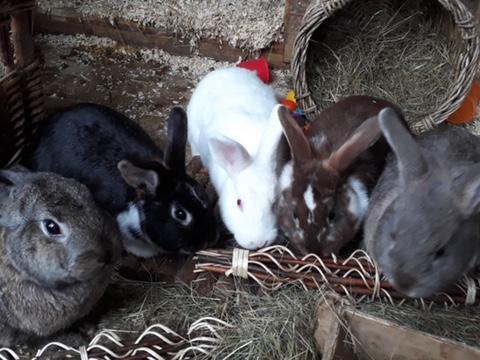 Animals In Need has been rescuing and re-homing animals from across the county for 30 years