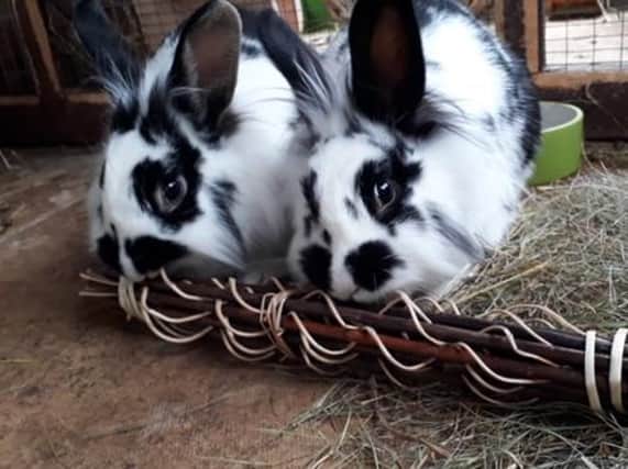 These rabbits are looking for a new home