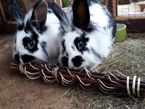 Animals In Need would love to hear from you if you could re-home any of the rabbits in their care