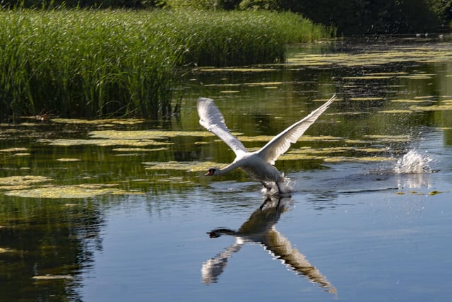 Geoff Harman at Cuckoo's Hollow captured this swan taking off