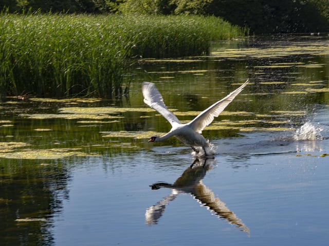 Geoff Harman at Cuckoo's Hollow captured this swan taking off