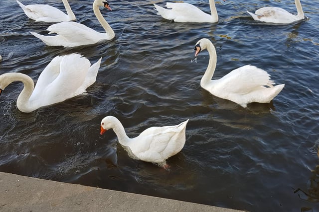 Cathy Fifield's goose infiltrating the swans at The Embankment