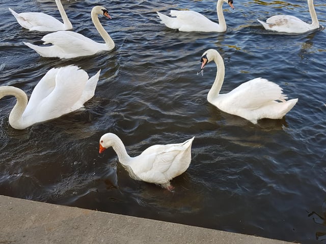 Cathy Fifield's goose infiltrating the swans at The Embankment