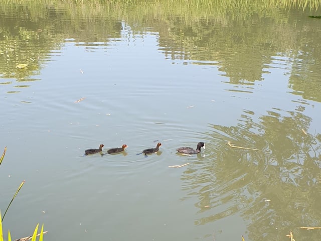Ron Scott's coot diving to feed its young