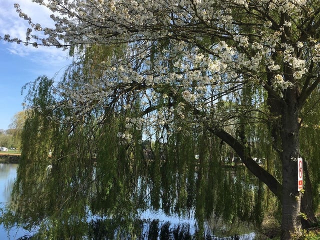 Ali Jones's tree blossom