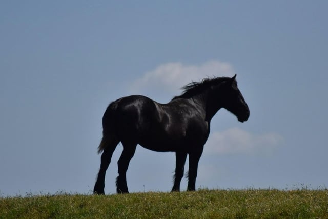 Finley Moore's black horse at Deeping Nature Reserve