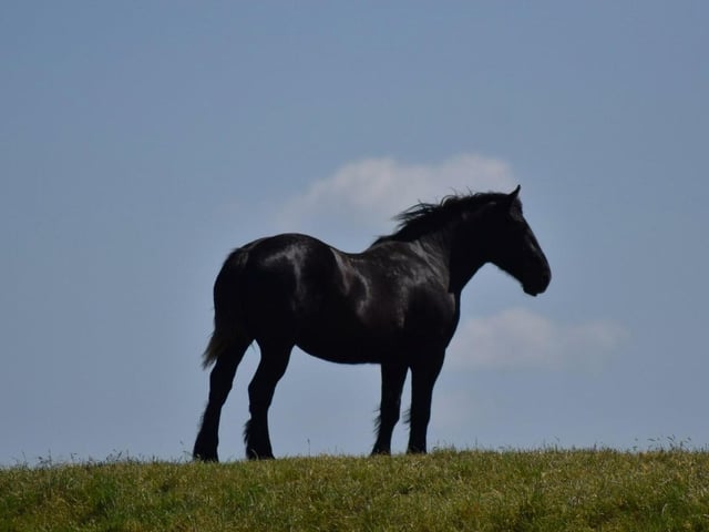 Finley Moore's black horse at Deeping Nature Reserve