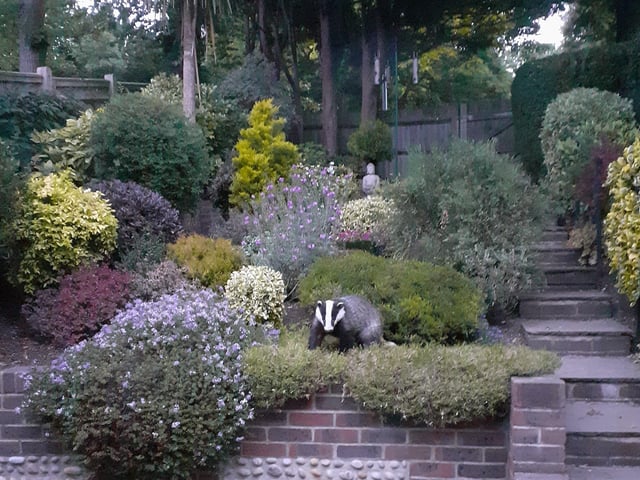 Wildlife flourishing in lockdown in Lesley Gantzer's Meads garden. "Thought you might like this photo taken a few nights ago at 9pm in my garden - now free of slugs and snails!" she said. SUS-200617-113621001