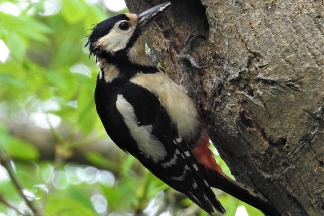Great spotted woodpecker at his nest in Westham, taken by Rob Torre. SUS-200617-121550001