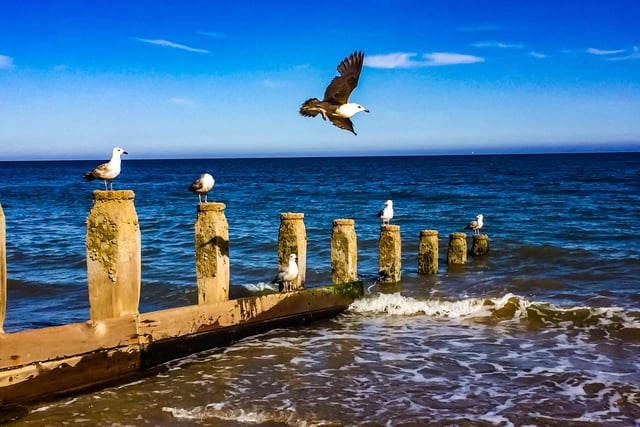 Seagulls social distancing on Eastbourne beach, taken by John Stillwell with an iPhone. SUS-200617-122528001