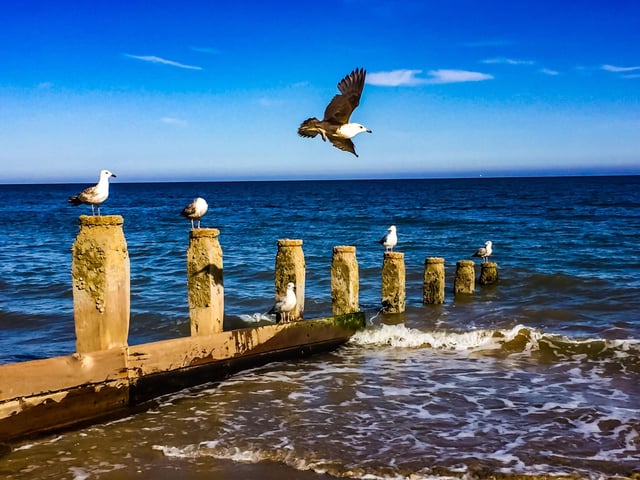 Seagulls social distancing on Eastbourne beach, taken by John Stillwell with an iPhone. SUS-200617-122528001