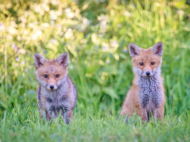 Two fox cubs failing completely to observe social distancing near Gore Park Road in Old Town. This charming shot was taken by Barry Davis, using a  Canon EOS 5d. SUS-200617-123055001