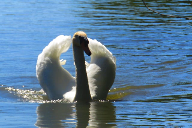 Swan on Decoy Pond in Hampden Park, by Karen Sinstadt. SUS-200617-123451001