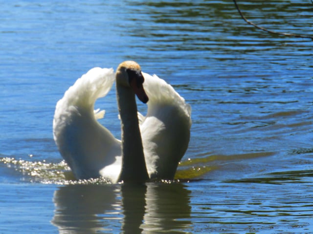 Swan on Decoy Pond in Hampden Park, by Karen Sinstadt. SUS-200617-123451001