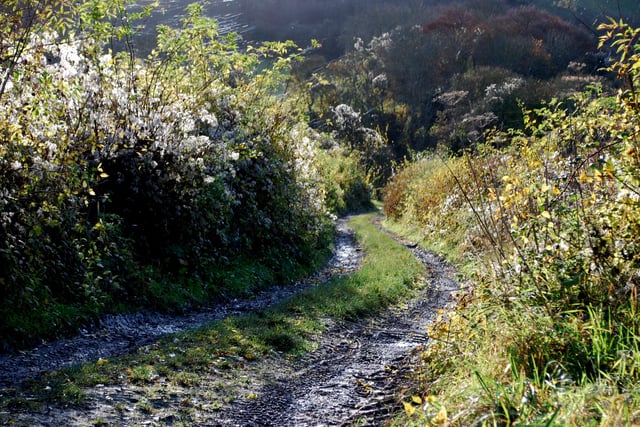 An old lane leading to the top of Didling Down, West Sussex. Picture: davidjohnston.org.uk