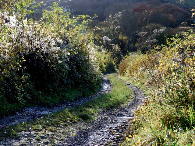 An old lane leading to the top of Didling Down, West Sussex. Picture: davidjohnston.org.uk