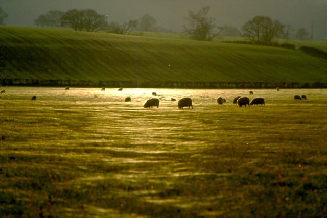 Sheep appear to float on a silver sea of gossamer webs. Picture: davidjohnston.org.uk
