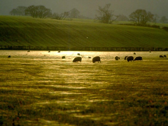 Sheep appear to float on a silver sea of gossamer webs. Picture: davidjohnston.org.uk