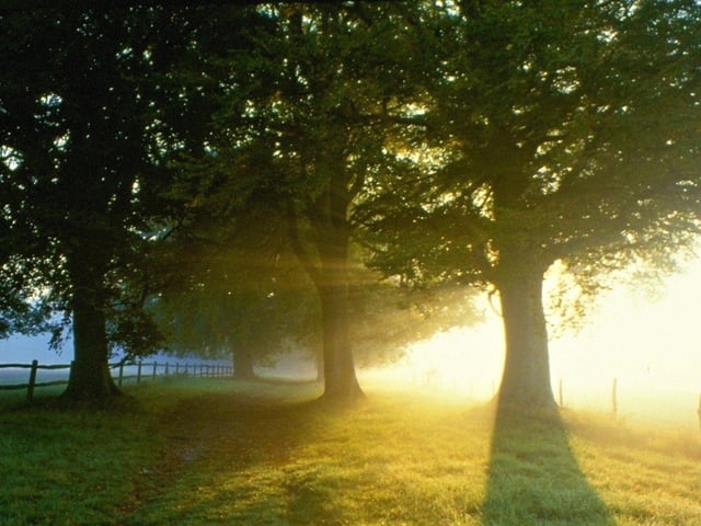 Morning sunrise through mist. Picture: davidjohnston.org.uk