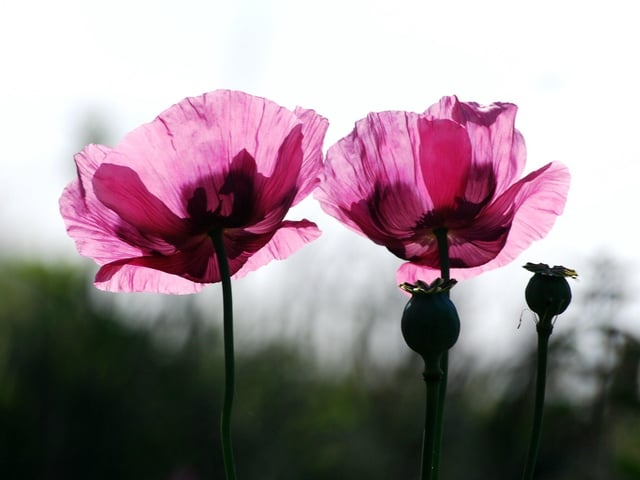 Purple poppies. Picture: davidjohnston.org.uk