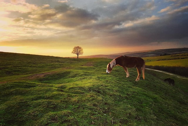 A horse enjoys grazing in the sunset, by Phil Williams