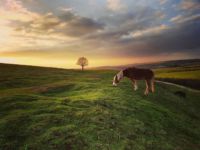 A horse enjoys grazing in the sunset, by Phil Williams