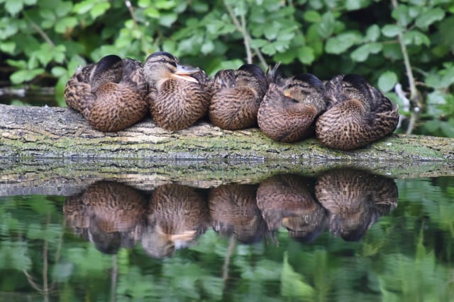 These ducks are snuggling up at Chichester canal, photo by Jade Masters