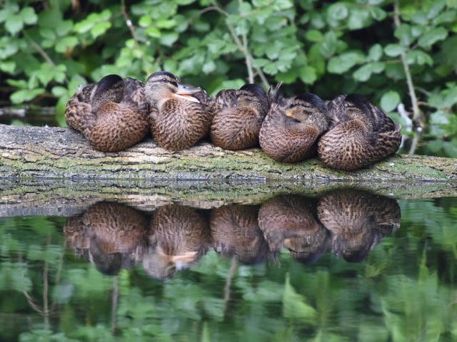 These ducks are snuggling up at Chichester canal, photo by Jade Masters
