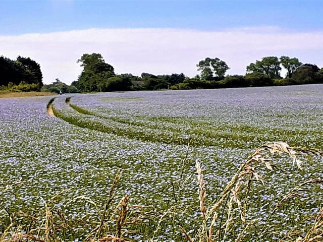 Field of flax flowers photographed by Ann Winchester