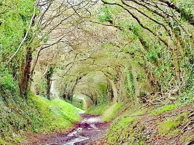 Near Halnaker Windmill, by Amanda Rick