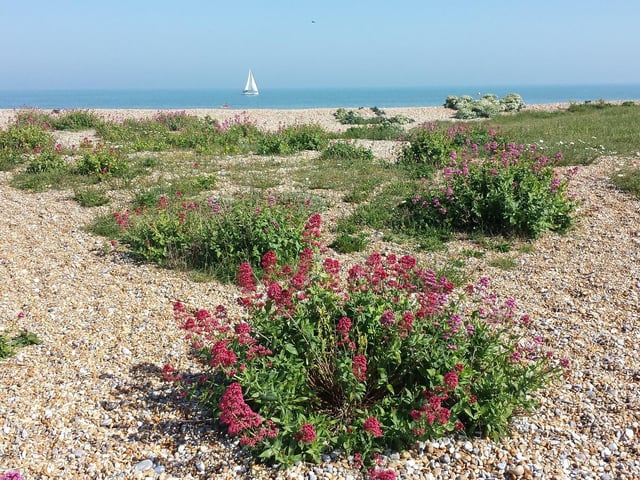 Pevensey beach