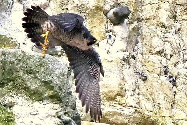 Gerry Bennett took this photograph of one of Lewes's peregrine falcons, which have recently hatched chicks. "Unfortunately it is difficult to get close, but I have witnessed some magical aerobatics including the stoop, beautiful views of the adults feeding the chicks, and the incremental steps towards fledging near the end of June - let’s hope their maiden flights are more successful than Messrs Musk and Branson!" he said. SUS-200624-111605001