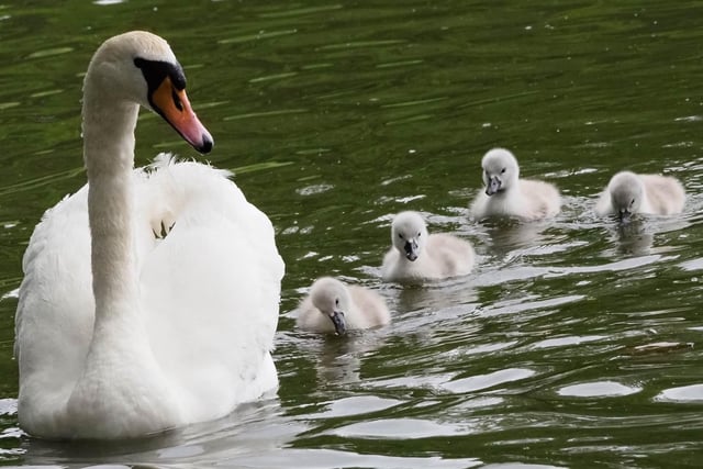 New mum - a female swan in Hampden Park proudly shows off her four cygnets. Taken by Derek A Briggs, using an Olympus mirrorless camera. SUS-200624-120223001
