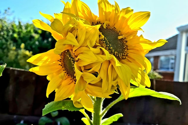 Sue Morton took this photo of a sunflower in her back garden during lockdown. SUS-200624-123655001